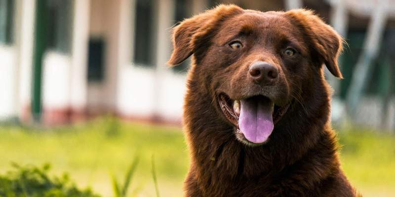 Happy dog